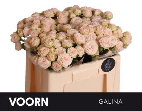 Ramificada Galina 50cm " Voorn "