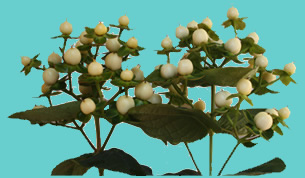 Hypericum Ecu. Cool Romance 40cm