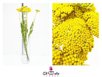 Achilea Hol. Amarilla 70 cm