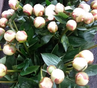 Peonia Hol. Bowl Cream 60cm