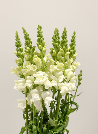 Antirrhinum Hol. Antibes White 75cm