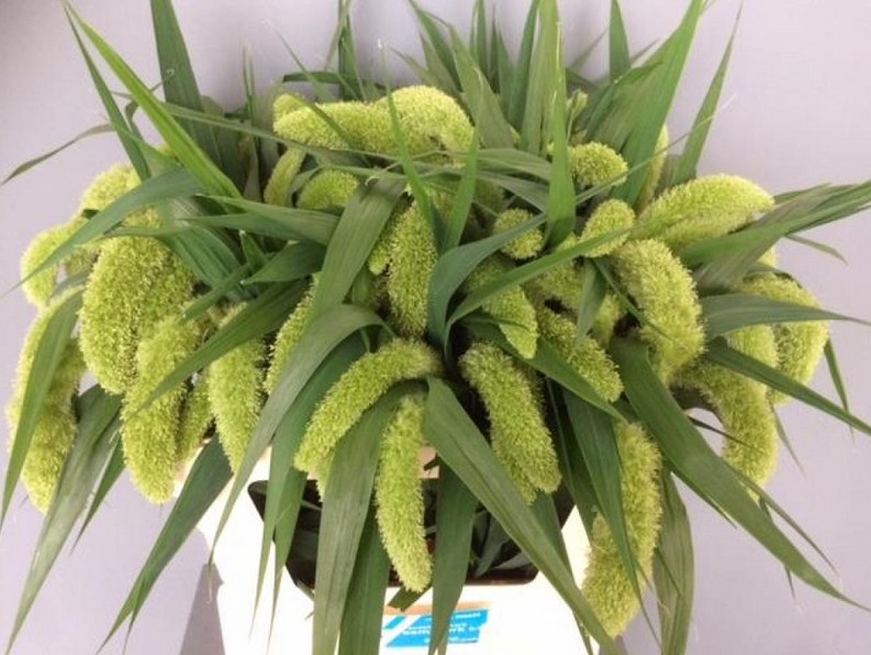 Setaria Italica Voll Melk 75cm x10
