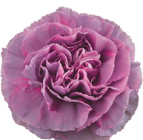 Clavel Col. Fancy Hypnosis Mlv.