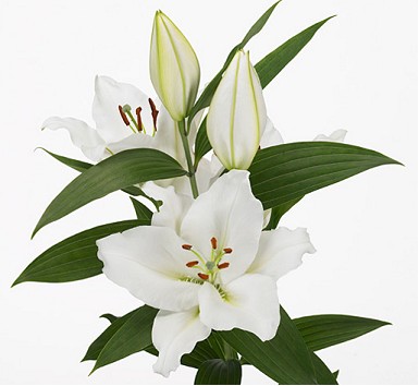 Oriental Hol. Bl. Zambesi 75cm 2 flores
