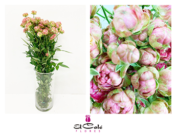 Ramificada Wild Radish 50cm