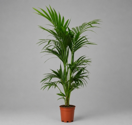 P. Kentia Hol. Forsteriana 24/150cm +5 Matas