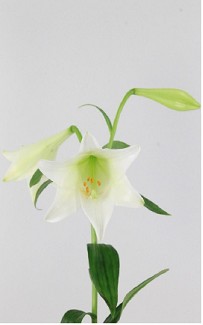 Longiflora Hol. White Heaven 85cm 3 fl.