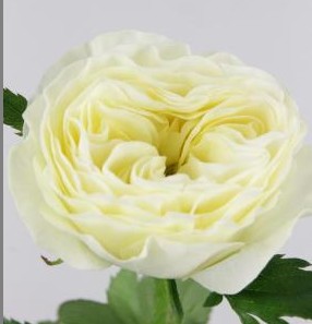 Rosa Hol. White Vuvuzela 50cm Bl.