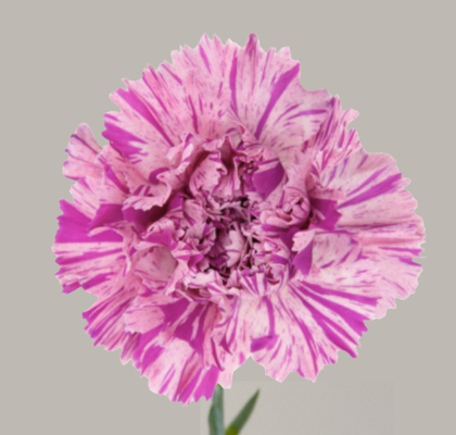 Clavel Col. Short Jubilee