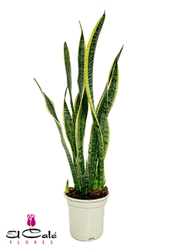 P. Sanseviera Laurentii Nac. 17/70cm x6