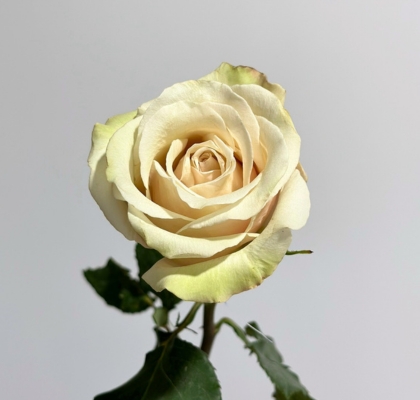 Rosa Ecu. Sahara 40cm