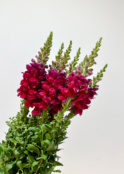 Antirrhinum Hol. Op. Red 75cm Rj.