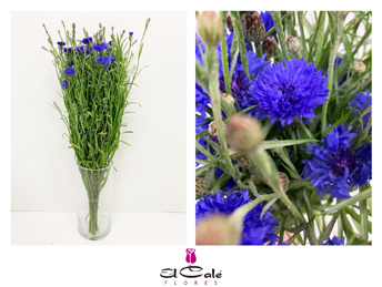 Centaurea Cyanus 70cm Az.