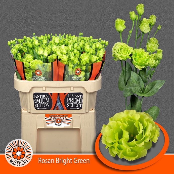 Lisiantus Hol. G Rosan Green 70cm 55gr " Waalzicht"