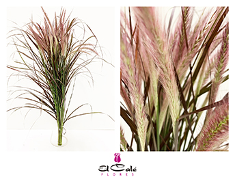 Pennisetum Ad Rubrum 80cm