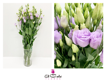 Lisiantus Hol. Rosi Lavanda 70cm 55gr "T10"