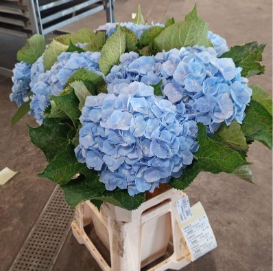 Hortensia Hol. Verena Azul 60cm �18/22