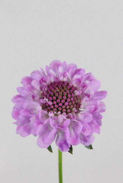 Scabiosa At. Saura 60cm x10