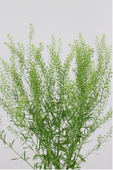 Lepidium Thlaspy Gree Dragon 70cm 20gr "T25"