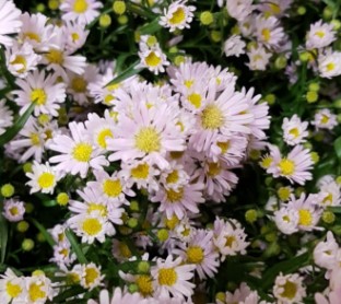 Aster Hol. Claudia 75cm 15gr x25 Rs/Mal.