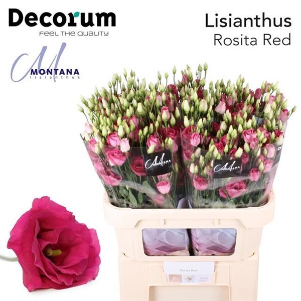 Lisiantus Hol. Rosi Red 70cm 55gr x10