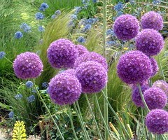 Allium Grootbloemig 80cm