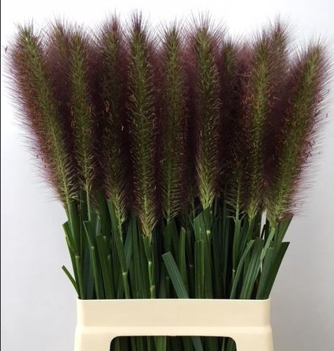 Pennisetum Alo Redhead 80cm