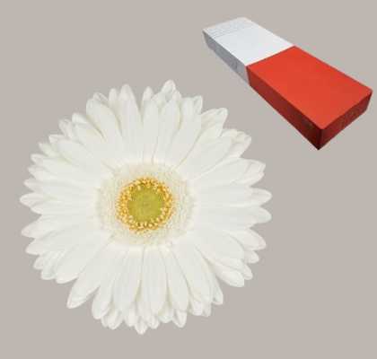 Gerbera Hol. Romance Bl. "T25"
