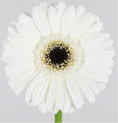 Gerbera Mini Hol. Lido Blanca "T20"
