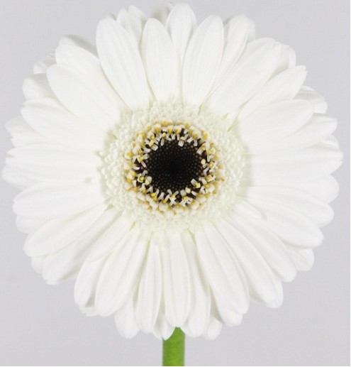 Gerbera Mini Hol. Lido x20 Blanca