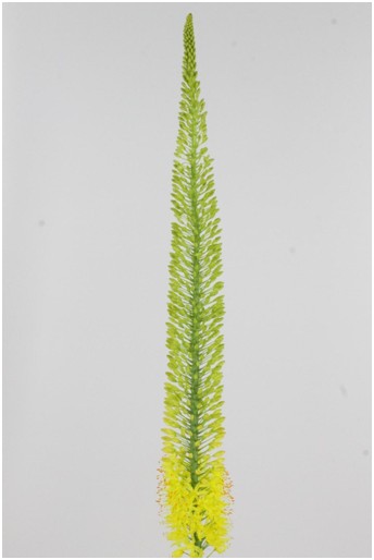 Eremurus Hol. Top Dance 120cm (35cm flor) Am.