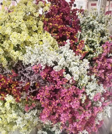 Limonium Hol. Diamond Harleking 55cm 20gr "T25"