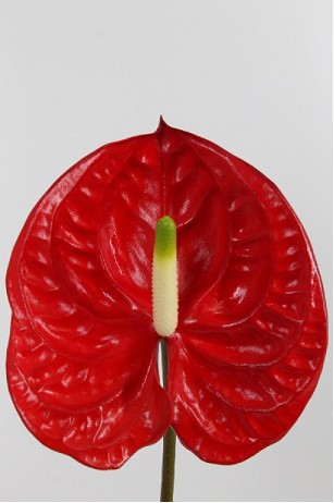 Anthurium Hol. Eterno Rj 13  "CC12"