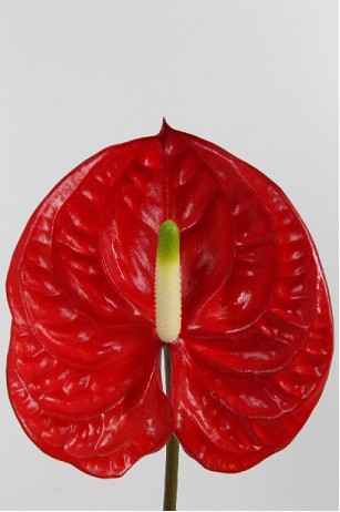 Anthurium Hol. Eterno X12 Rj