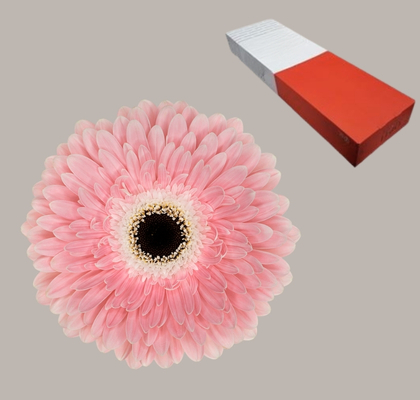 Gerbera Hol. Graceland Rs "T25"