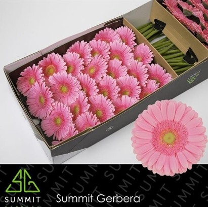 Gerbera Hol. Glossy x25 Rs