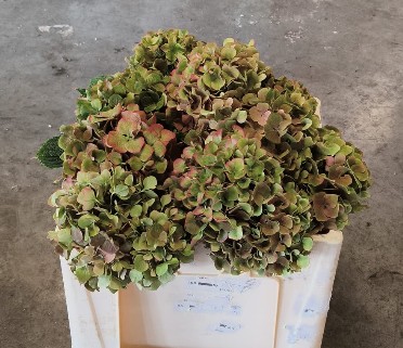 Hortensia Hol. My terracota Classic 50cm �16/18cm