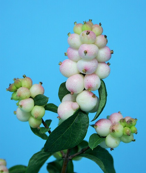 Symphocarpos Magical Autumn Blush 50cm Bi.