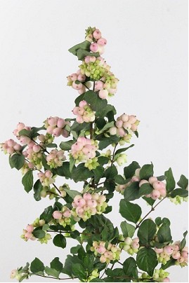 Symphocarpos Magical Mandy 60cm x10 Rs