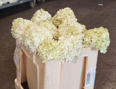 Hortensia Hol. Limelight 50cm �10/12