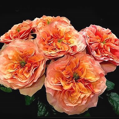 Rosa Hol. Kensin Garden 40cm