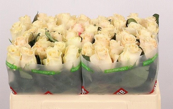 Rosa Hol. Pearl Tacazzi+ 60cm x10