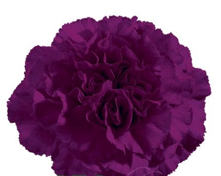 Clavel Col. Select Zafiro Mor.