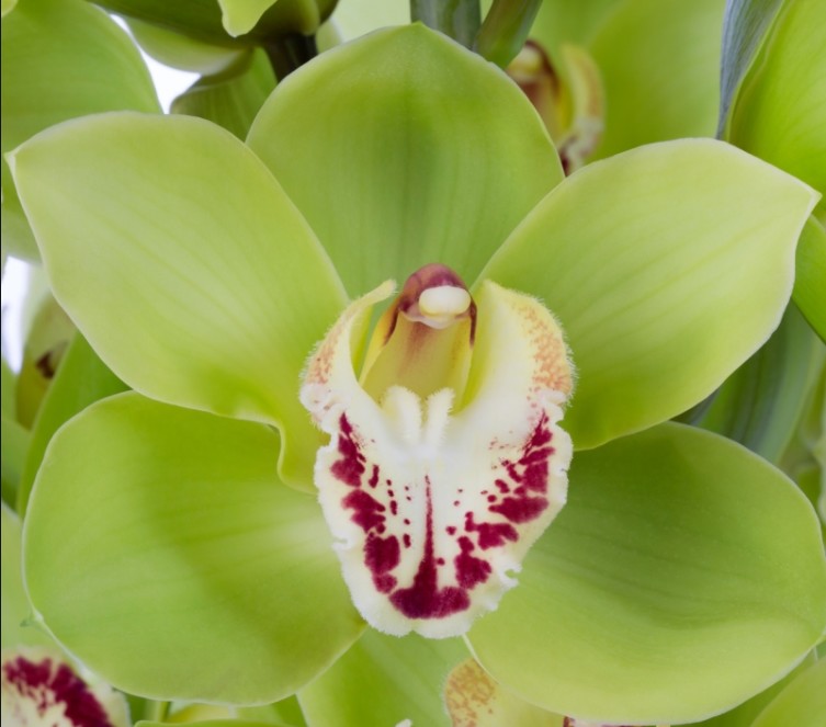 Cymbidium Noah 80cm Vd.