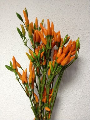 Pimientos/Cape Orange Fire 40cm