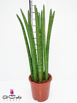 P. Sanseviera Cylindrica 12/40cm x6