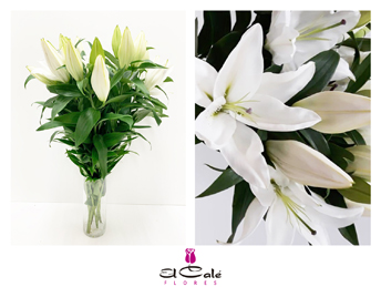 Oriental Hol. Bl. Severn 85cm 4/5 fl.