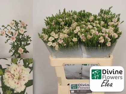 Clavel Hol. Mini Raffine Elea 50cm