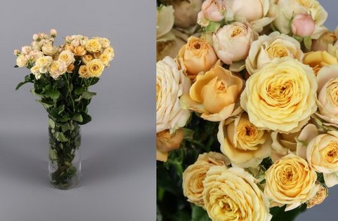 Ramificada Lovely Yoyo 50cm Cr.