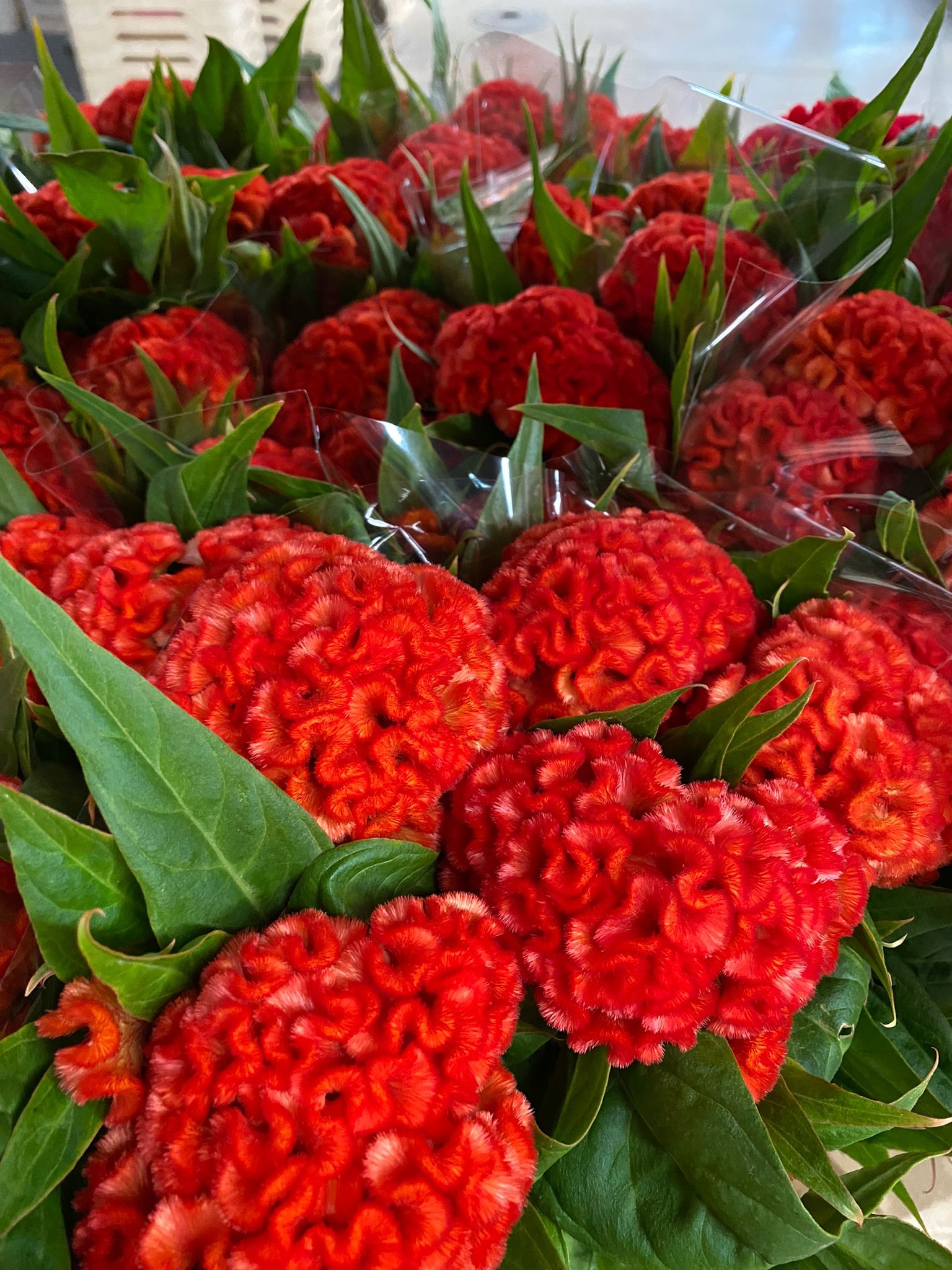 Celosia Cresta Nac. Naranja 70cm